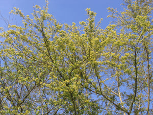 Exploring the History and Cultural Significance of Logwood Blossom Honey