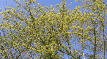 Exploring the History and Cultural Significance of Logwood Blossom Honey