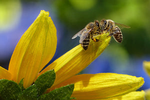 The Role of Bees in Agriculture and Ecosystems