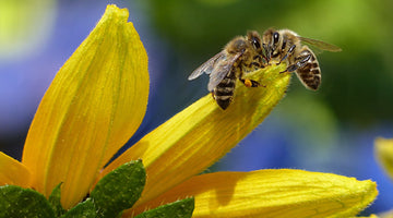 The Role of Bees in Agriculture and Ecosystems